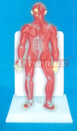 DESK TYPE 35CM TALL HUMAN MUSCLES MODEL WITH DESCRIPTION PLATE